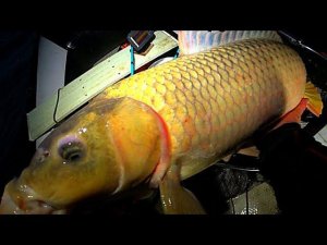 ТАКОЕ БЫВАЕТ????!!!! МАССОВЫЙ ЖОР КРУПНЯКА НА ЯМЕ!!! РЫБАЛКА ЗАКИДУШКИ