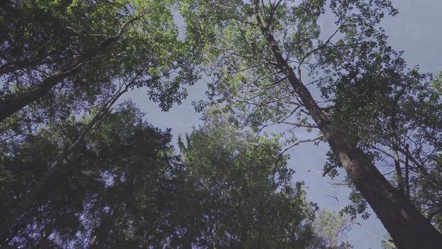 Утро в лесу. Сказка. смотреть онлайн