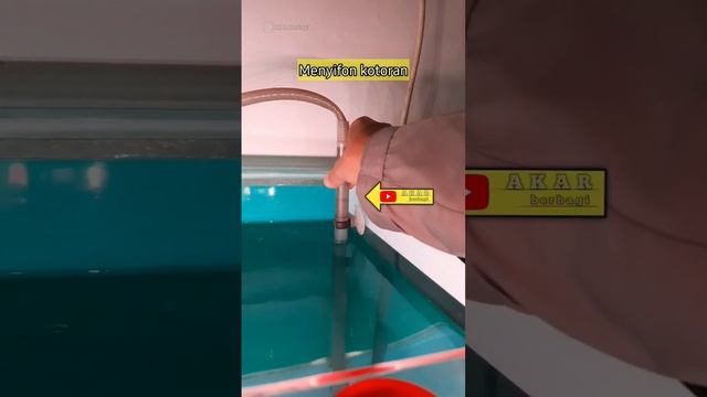 Sifon Aquarium Tanpa buang AIR