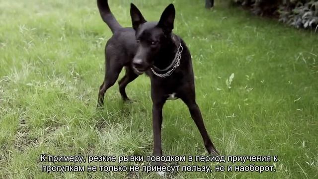 Основные ошибки при воспитании щенка смотреть онлайн