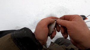 ЛОВЛЯ ЖИВЦА НА КОСЫНКИ-РАСКЛАДУШКИ! РЫБАЛКА НА ЖЕРЛИЦЫ - День Первый!