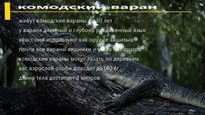 Животный мир Австралии#животные#Австралия