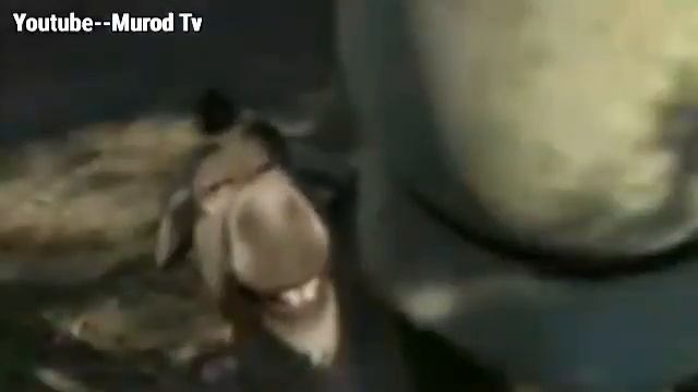 Шрек точики акорати част 2 смотреть онлайн