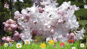 Сирень обыкновенная Красавица Москвы ? Посадка и уход. крупномеры, саженцы сирени: особенности сорт