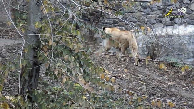 Львы смотреть онлайн