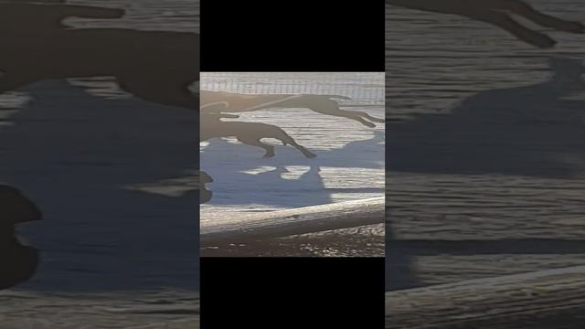 Карточка видео