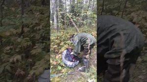 как пугать медведей