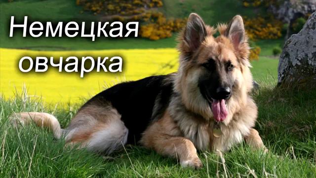 10самых злых собак