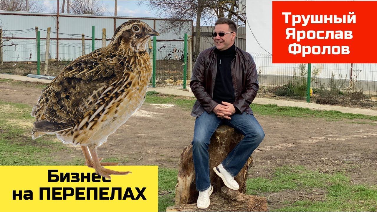 Перепелиный бизнес - как я занимался бизнесом на перепелках | Трушный канал Ярослава Фролова