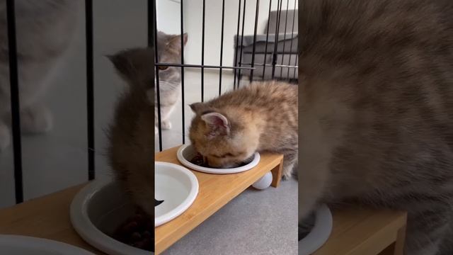 Small kitten eats. Маленький котенок кушает. #kitten #cutecat #kittens #funnycats #kitty #cat