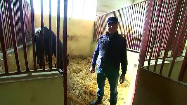 Аукционы России и мира: Аукцион в Карачаевском племенном хозяйстве Хасана Салпагарова