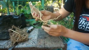 HOW TO PROPAGATE SELLOUM PLANTS/ BASIC CARE TIPS/ MADALING PARAMIHIN #selloum #trending #viral