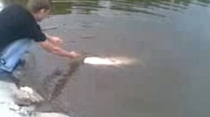 Ловим толстолобика в Кемерово