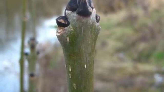 Fraxinus excelsior or Ash