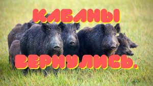 Кабаны вернулись!