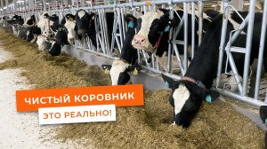 Чистота в коровнике - залог эффективной работы и производительности.