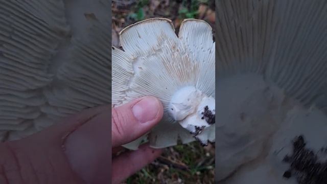 Белые грузди в нашем дворе на площадке. смотреть онлайн