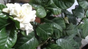 Гардения. Почва влажная, а листья вялые. Что делать?