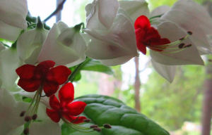 ❀Комнатный цветок Клеродендрум Indoor flower clerodendrum.mp4