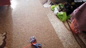 Возможно ли определить будущий окрас йорка