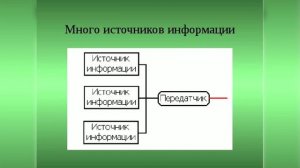 ДЕНЕЖНОЕ ДЕРЕВО. СТРОЕНИЕ. КОРНИ. РОСТ. БАЛАНС ПИТАНИЯ.