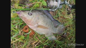 Крупная тилапия на микроджиг. Нововоронеж. Октябрь