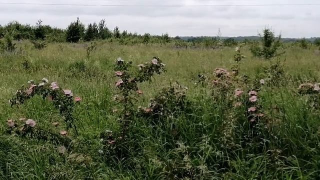 Цветение шиповника смотреть онлайн
