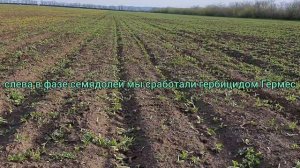 Гербицидом по семядолям подсолнечника.Контроль без гербицида.