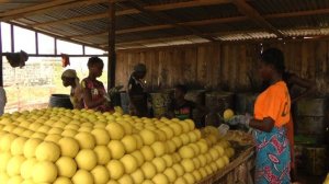 Traditional uses of red palm fruit in Ivory Coast: soapmaking and cooking sauce