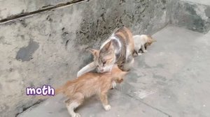 Mother Cat Attacking Orphan Kitten After Smelling Her