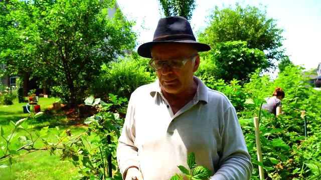 Пасека #81 Как Размножить Ежевику ,медоносы | Пчеловодство для начинающих смотреть онлайн