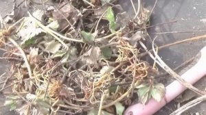 Китайский способ посадки клубники. Натуральный обмен
