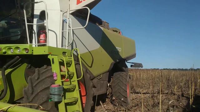 Claas, уборка Подсолнуха 2020 смотреть онлайн