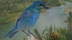 Райские птицы.