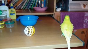 Мой волнистый попугай играет с шариком / Смешные танцы попугая
