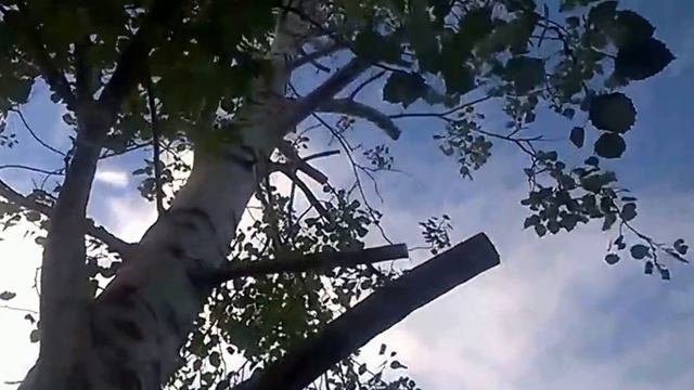 Спилили дерево на дачном участке смотреть онлайн