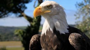 Картинка птица. Beak, the, eagle, view, клюв, взгляд, орел, JPEG.