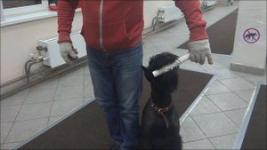 Ризеншнауцер Шерри. Занятие по дрессировке (ОКД): команда Апорт. Тольятти, 31 октября 2017.