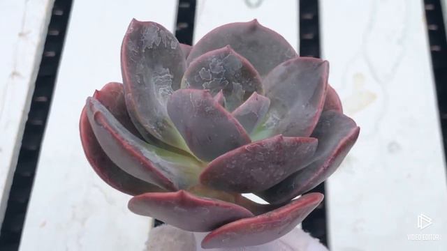 Echeveria Blue Metall смотреть онлайн