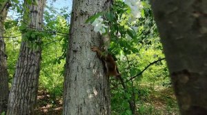 27.05 Прогулка в лесу и фото охота на белочек