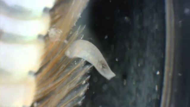 Turbellaria living on a Tropical Spiny Lobster (Panulirus ornatus) mouth parts (unknown order) смотреть онлайн