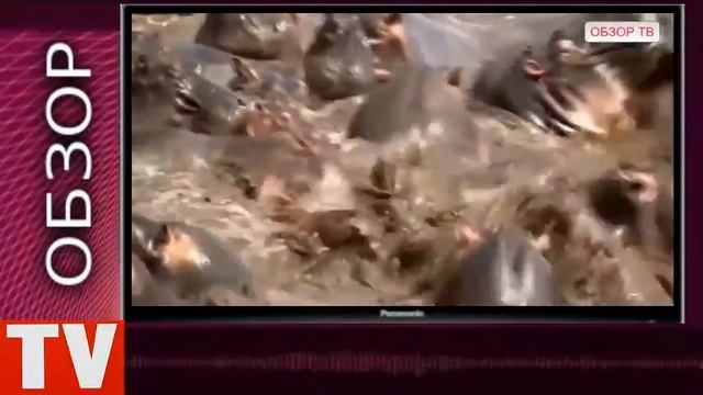 ОБЗОР Крокодилы Против Бегемотов Смертельные Битвы за Территорию смотреть онлайн