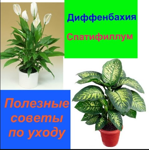 Диффенбахия. Спатифиллум. Полезное видео.