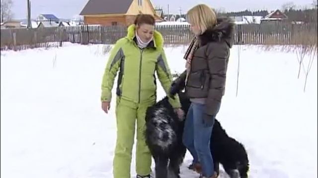 Черный русский терьер