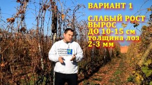 КУСТУ ВИНОГРАДА 1 ГОД, ЧТО ДЕЛАТЬ ОСЕНЬЮ: Обрезка, Полив, Укрытие ( VINEYARD WHAT TO MAKE AUTUMN)