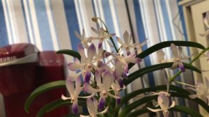 Neostylis Lou Sneary 'Bluebird'