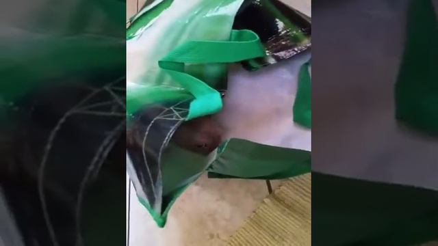 gatto andrew gato cat cat sphynx gatto sphynx funny смотреть онлайн