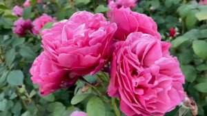 Line Renaud, a close-to-perfection rose by Meilland