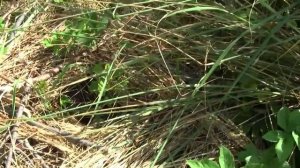 Ольху сажал (что получилось)