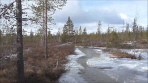 Север фильм-2. Лес, ручей, гуси..mp4